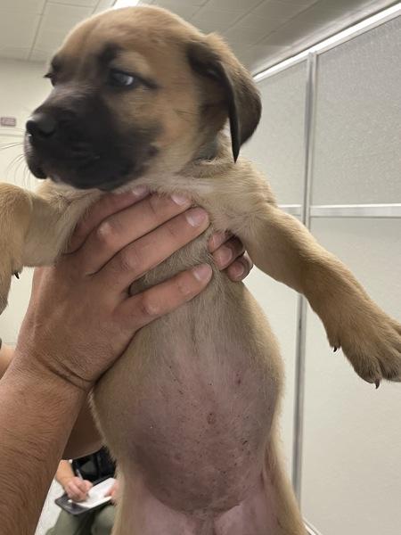 Enlarge Callie, a Adoptable mixed breed in Victorville, CA image 1/1