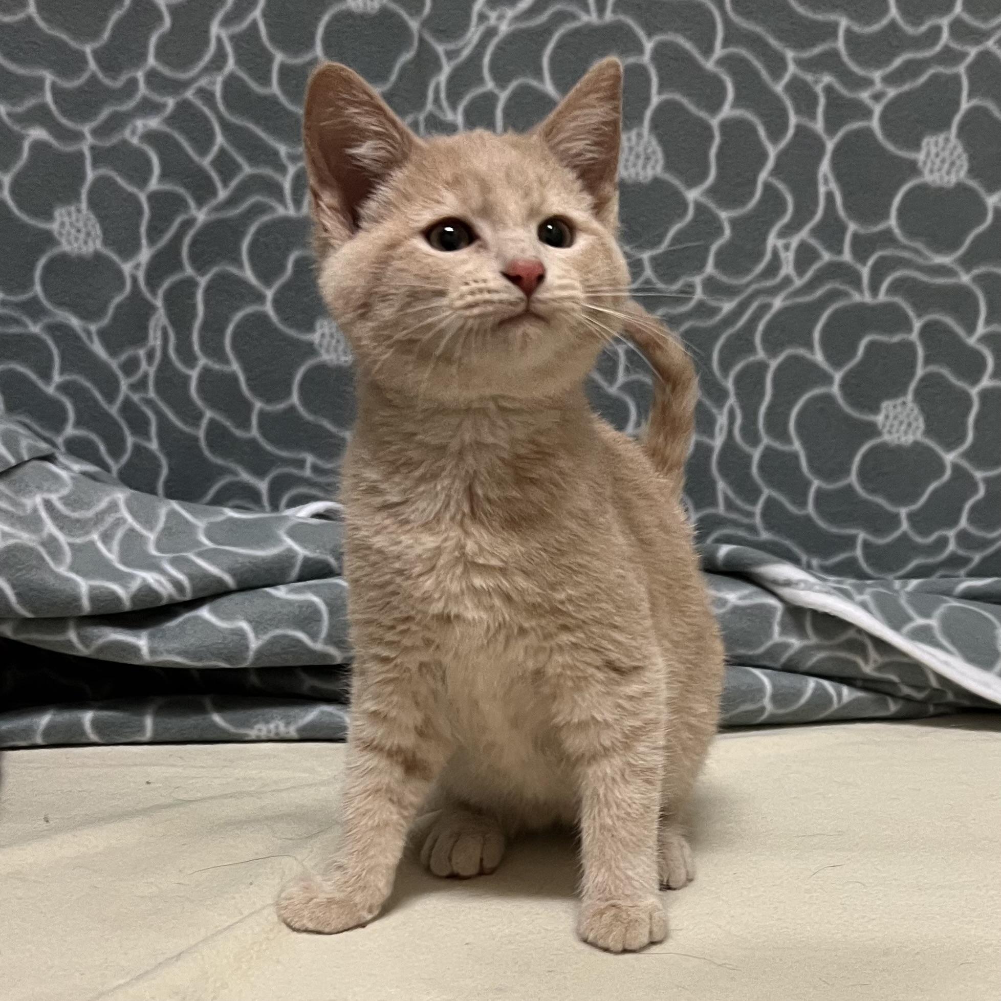 Rocky, an adopted mixed breed in Libertyville, IL image 2/3