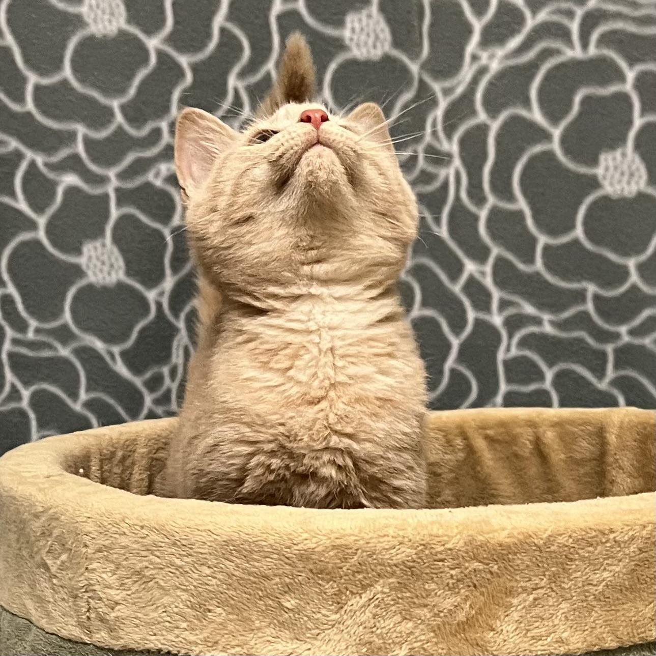 Rocky, adopted, Kitten Male Domestic Short Hair.