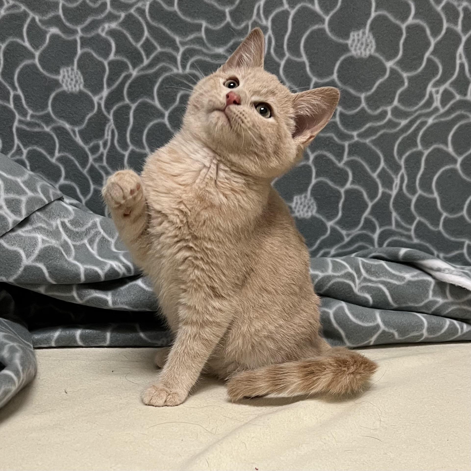 Rocky, an adopted mixed breed in Libertyville, IL image 3/3