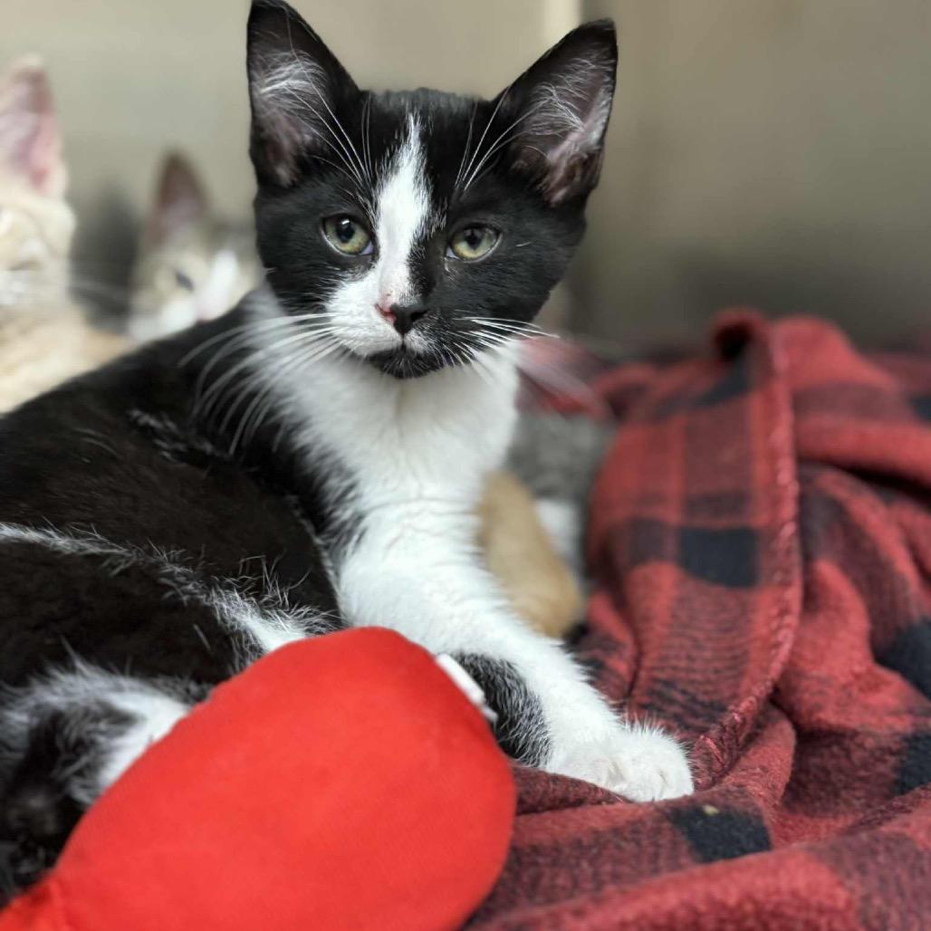 Batman, Adoptable, Kitten Male Domestic Short Hair.