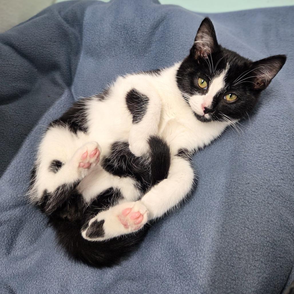 Enlarge Batman, a Adoptable Domestic Short Hair in Newport, TN image 2/3