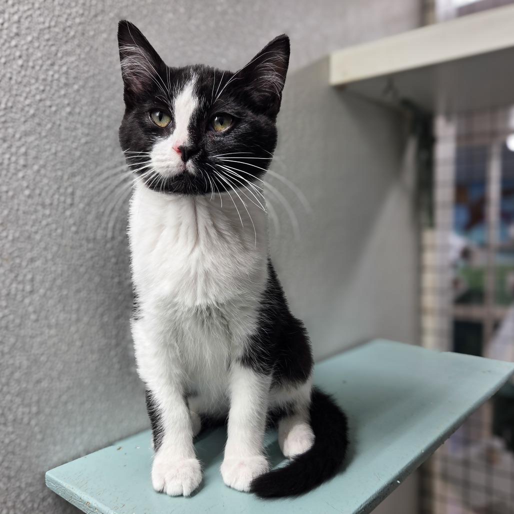 Enlarge Batman, a Adoptable Domestic Short Hair in Newport, TN image 3/3