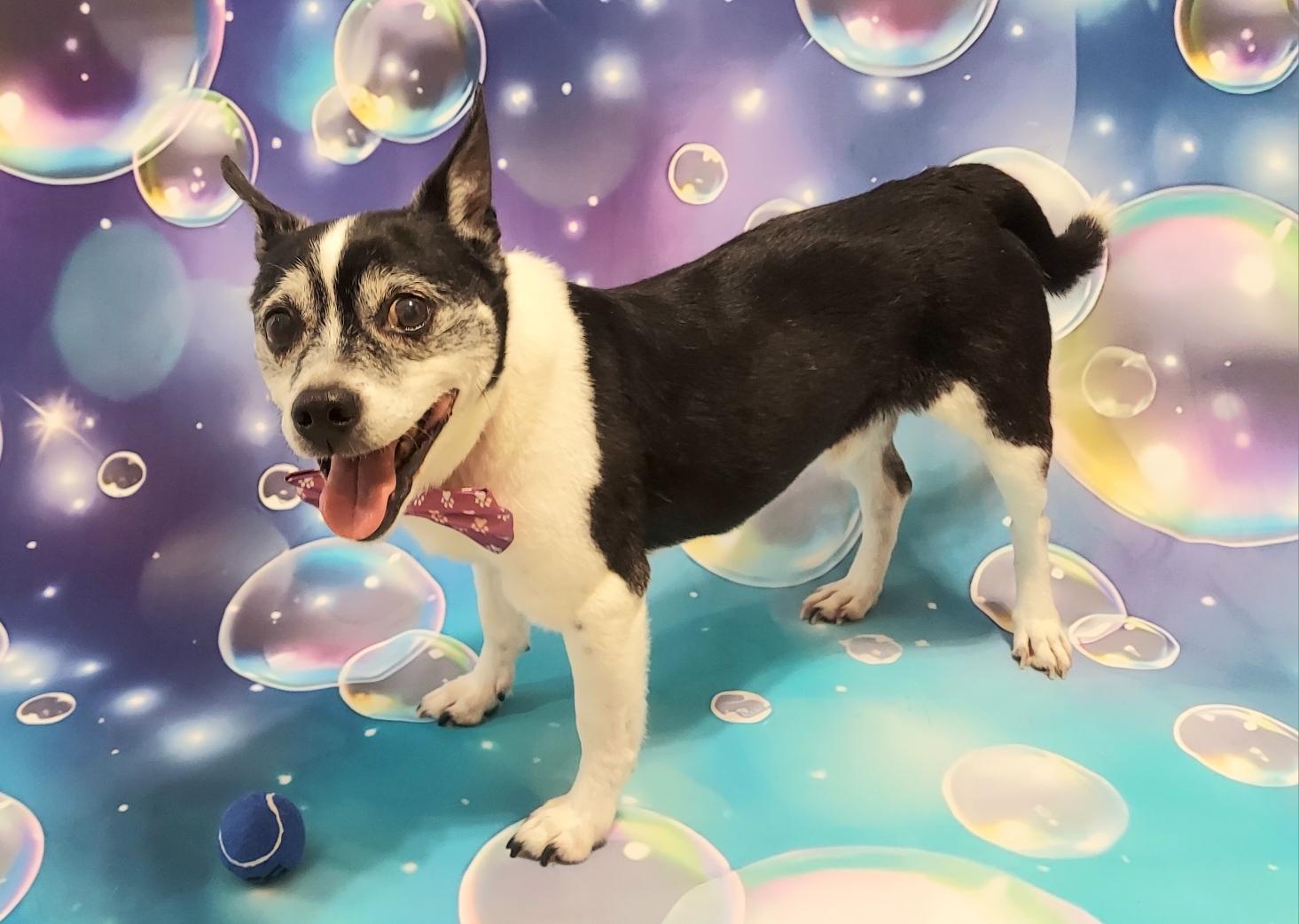Winston, a Adoptable mixed breed in Richmond, VA image 3/4