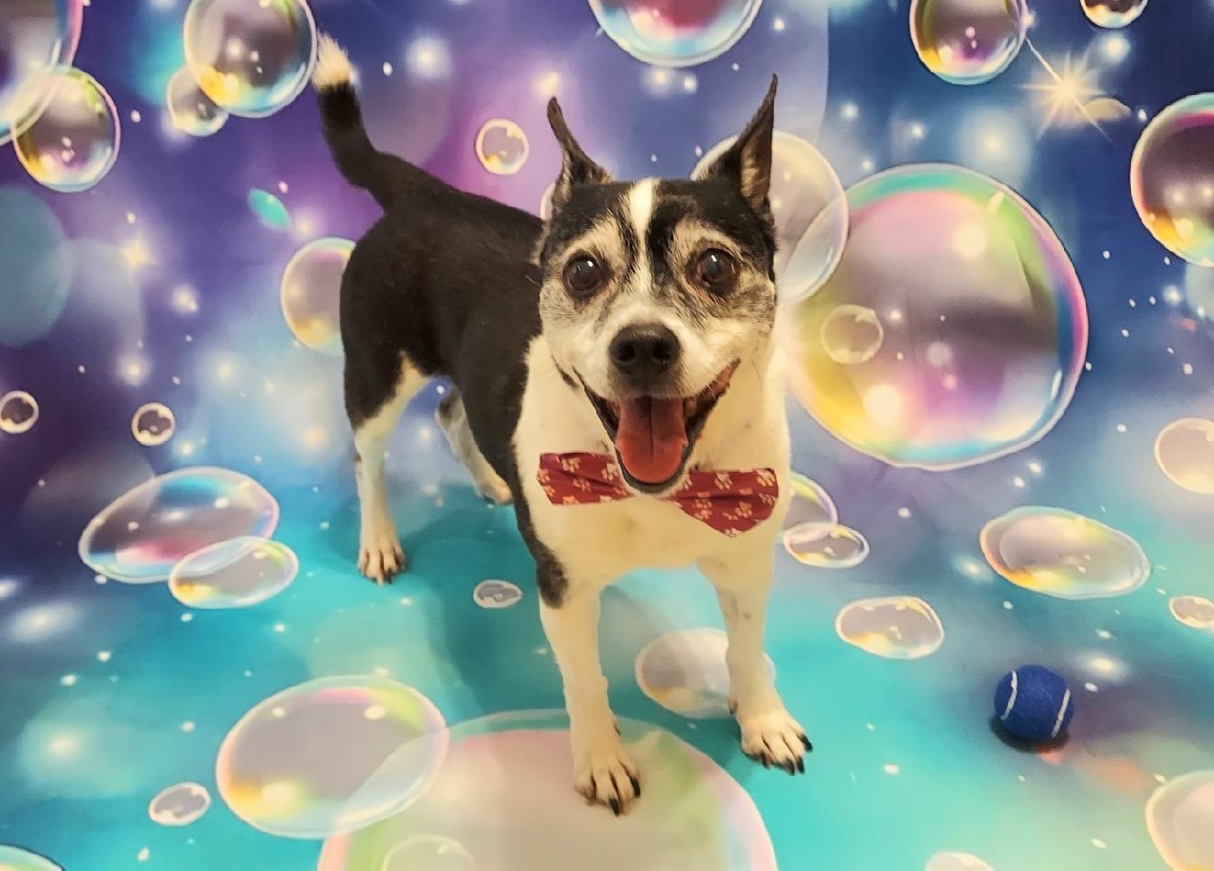 Winston, a Adoptable mixed breed in Richmond, VA image 2/4