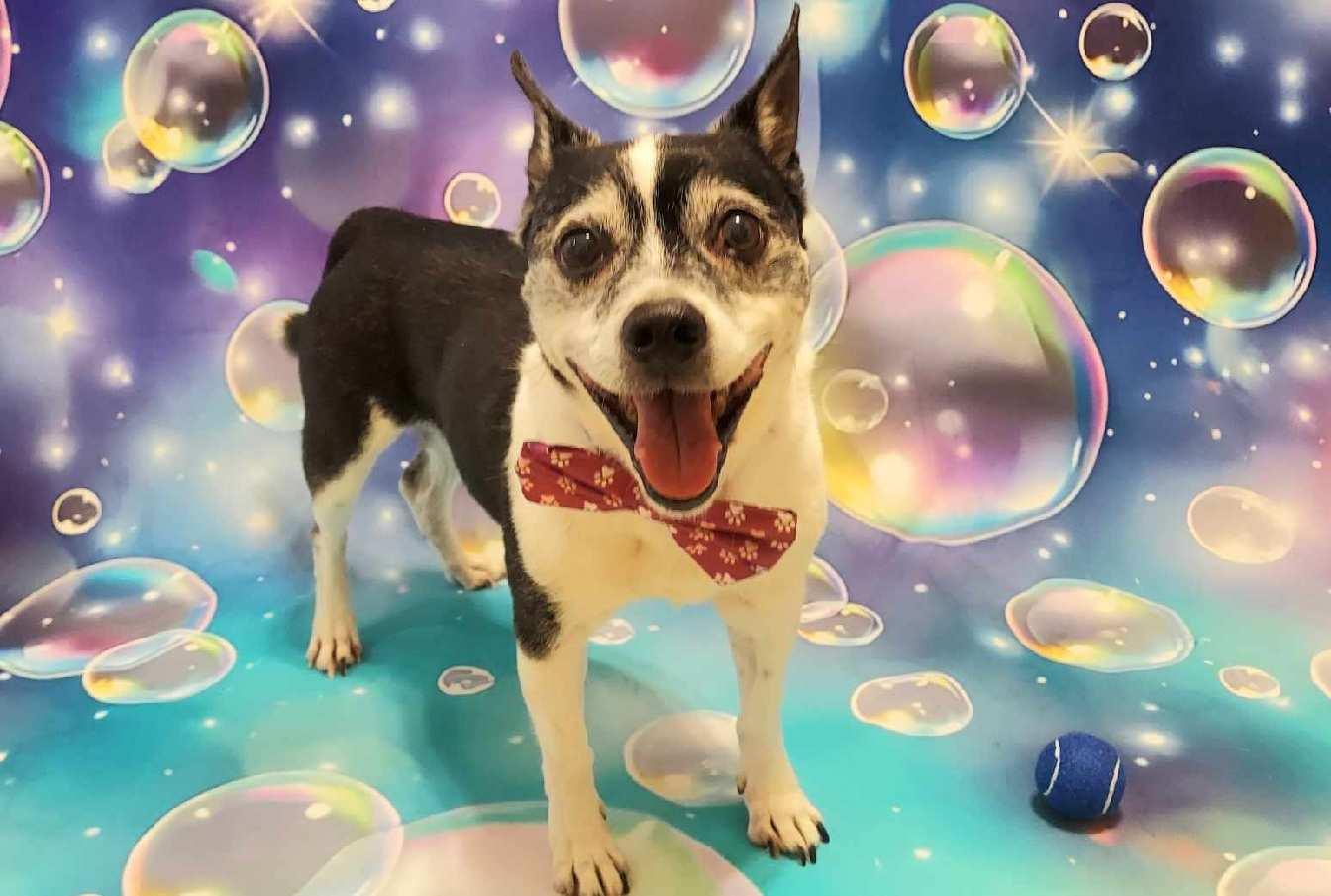 Winston, a Adoptable mixed breed in Richmond, VA image 1/4