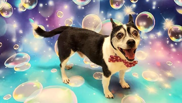 Winston, a Adoptable mixed breed in Richmond, VA image 4/4