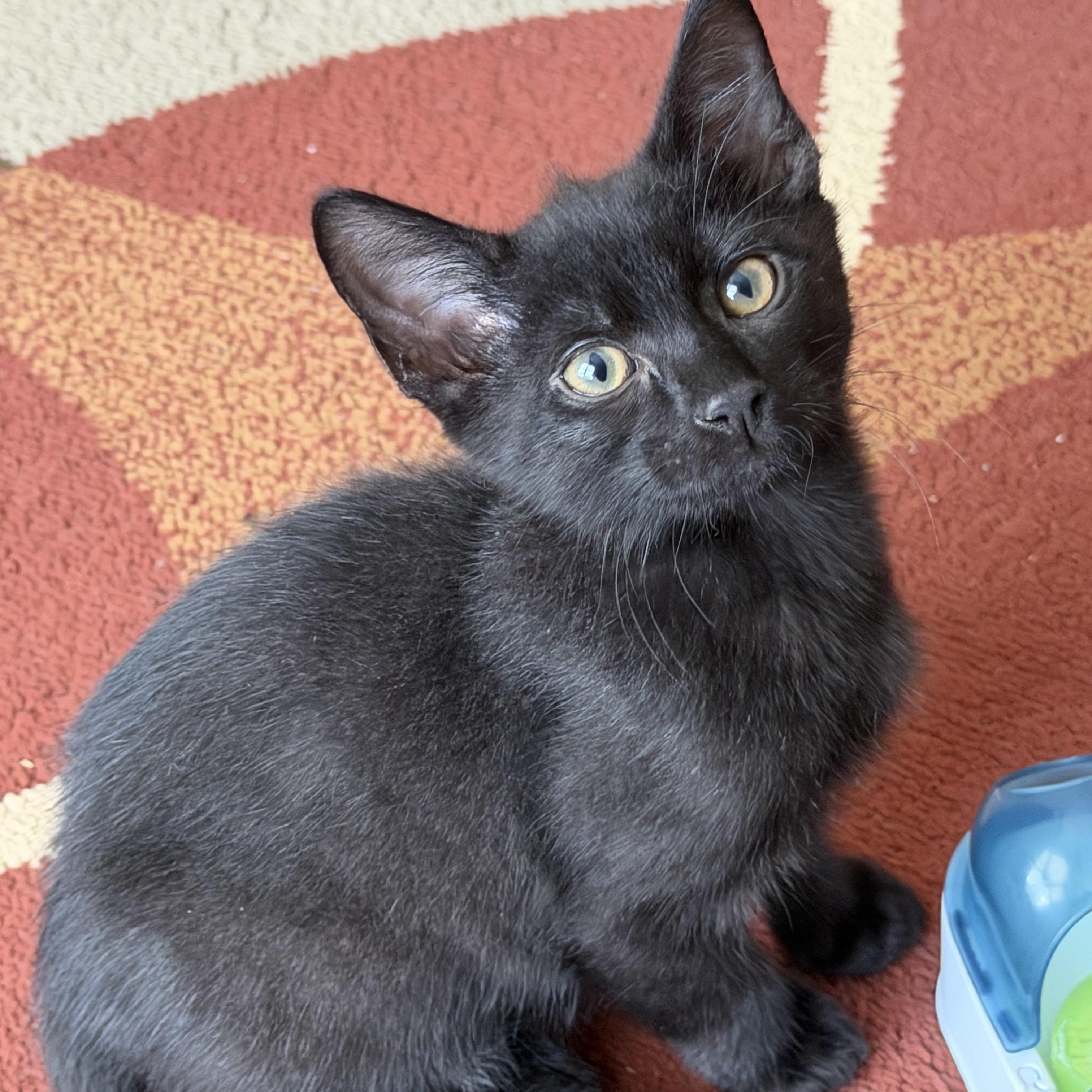 Beemer, adopted, Kitten Male Domestic Short Hair.