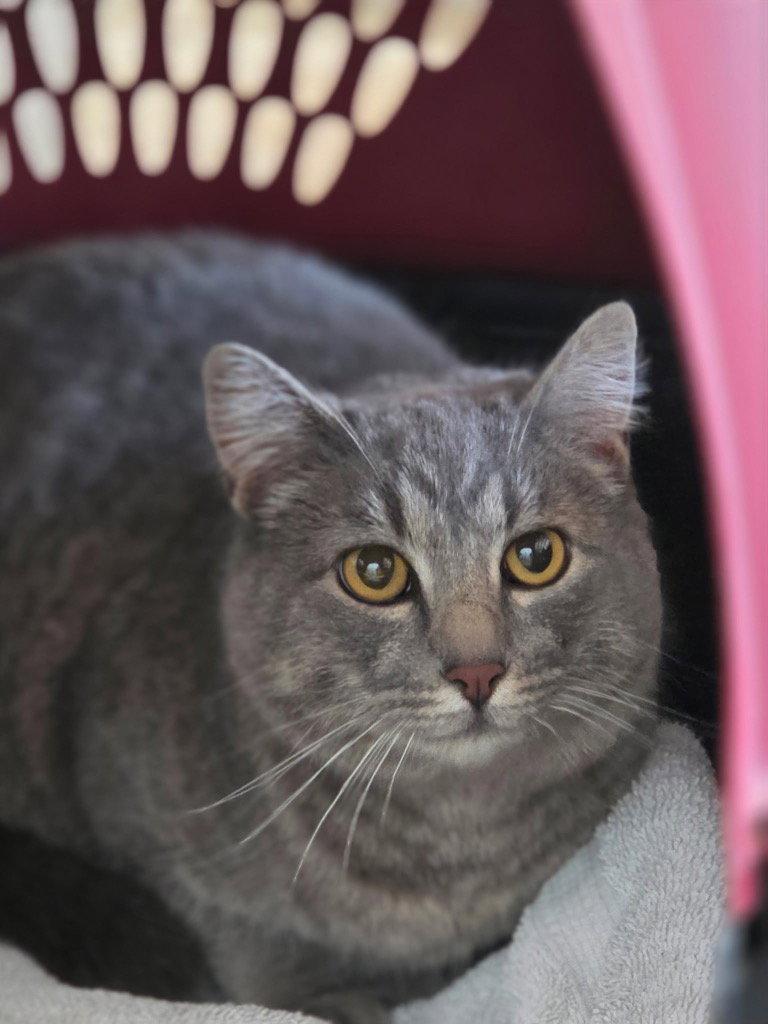 Cate, Adoptable, Kitten Female Domestic Short Hair.