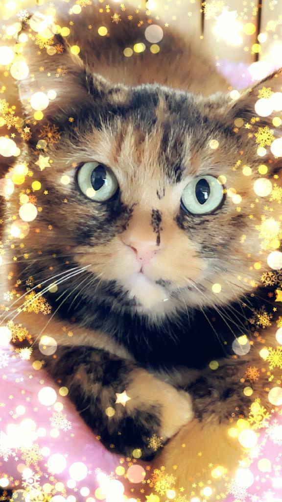 Mikayla, Adoptable, Adult Female Domestic Medium Hair.