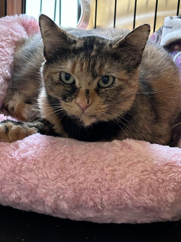 Mikayla, a Adoptable mixed breed in Ontario, OR image 3/5