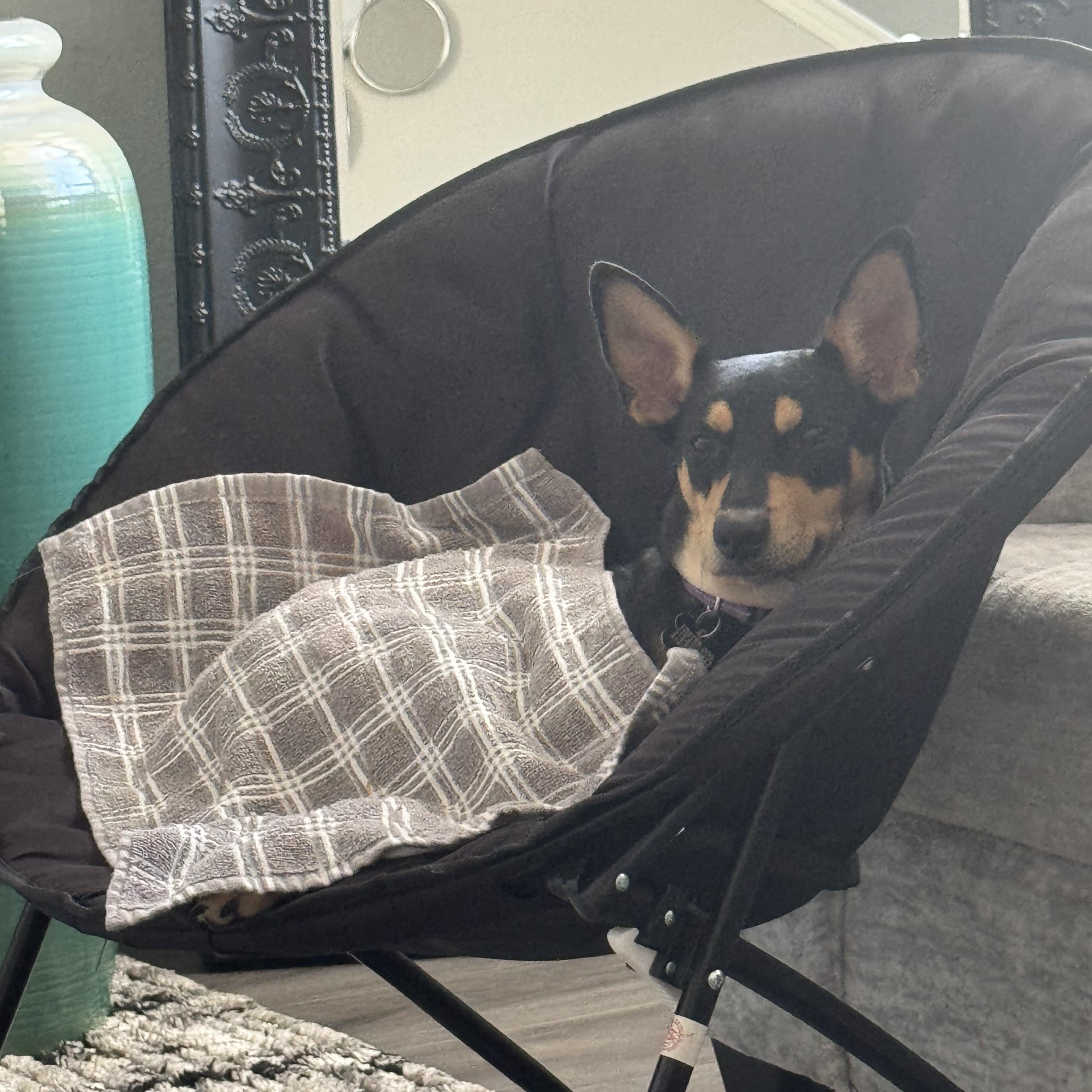 Max, Adopted, Puppy Male Miniature Pinscher & Rat Terrier.