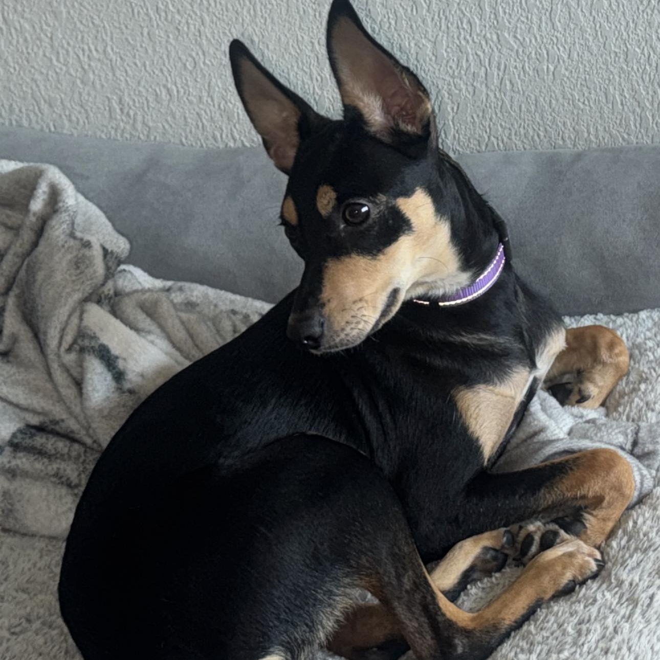 Enlarge Max, a Adopted mixed breed in Austin, TX image 5/6