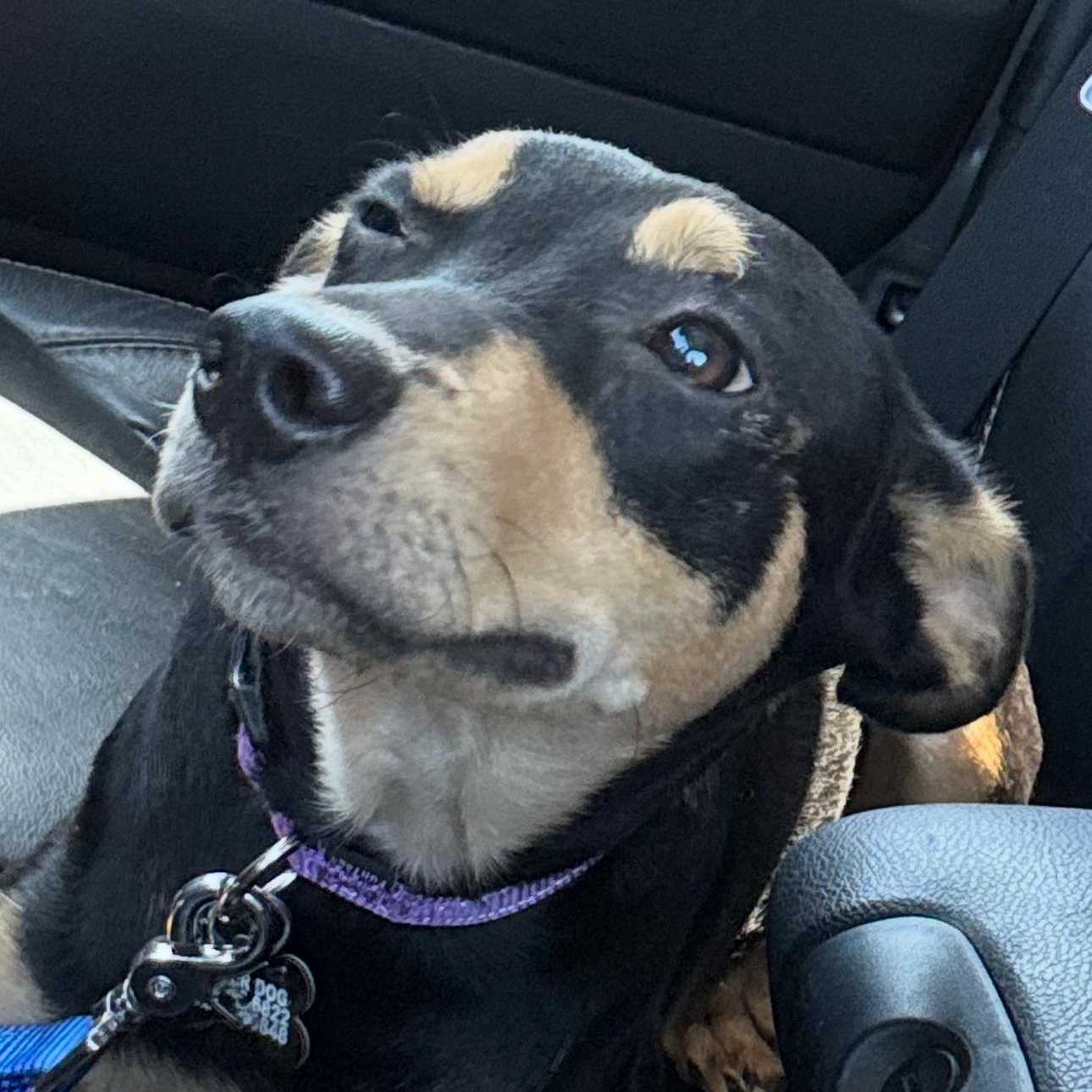 Enlarge Max, a Adopted mixed breed in Austin, TX image 2/6