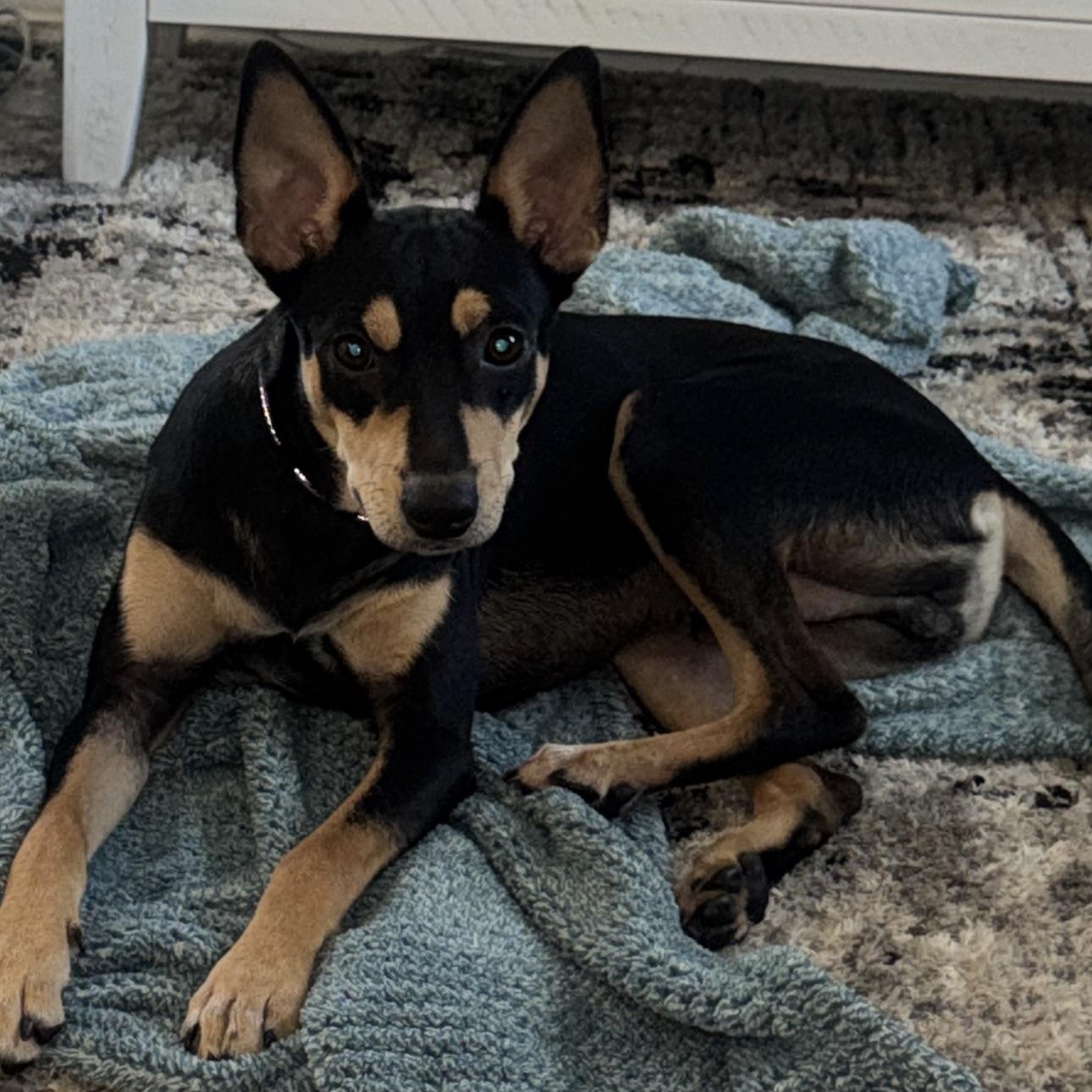 Enlarge Max, a Adopted mixed breed in Austin, TX image 3/6