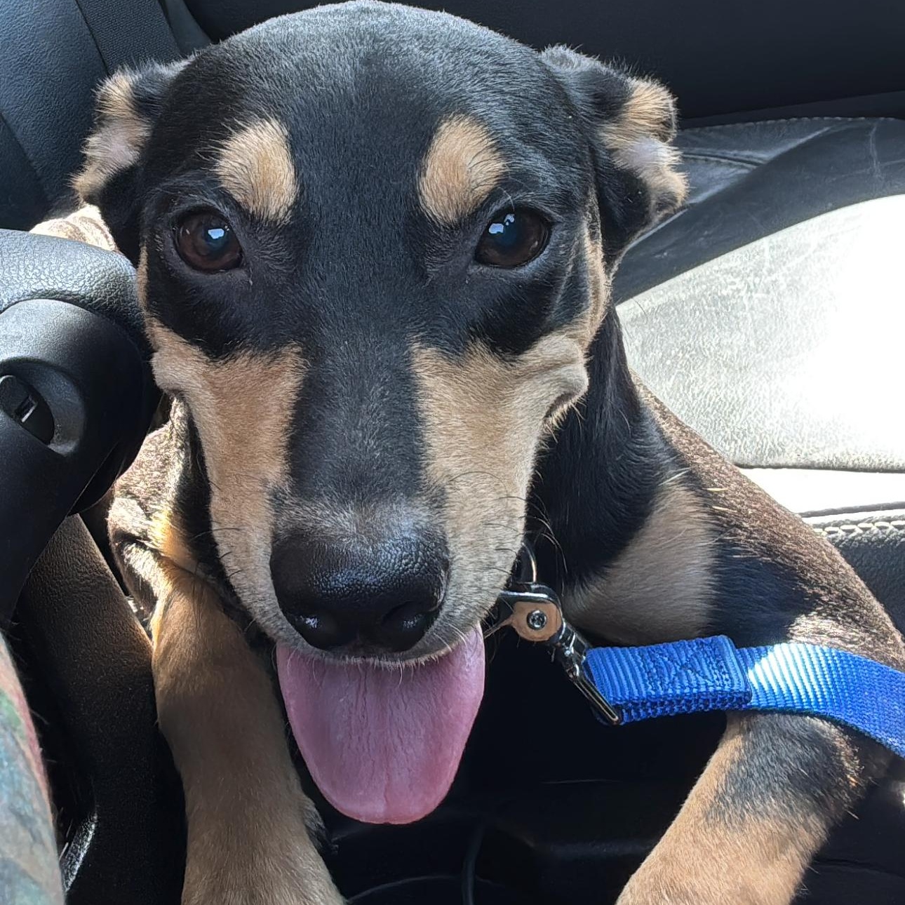 Enlarge Max, a Adopted mixed breed in Austin, TX image 4/6