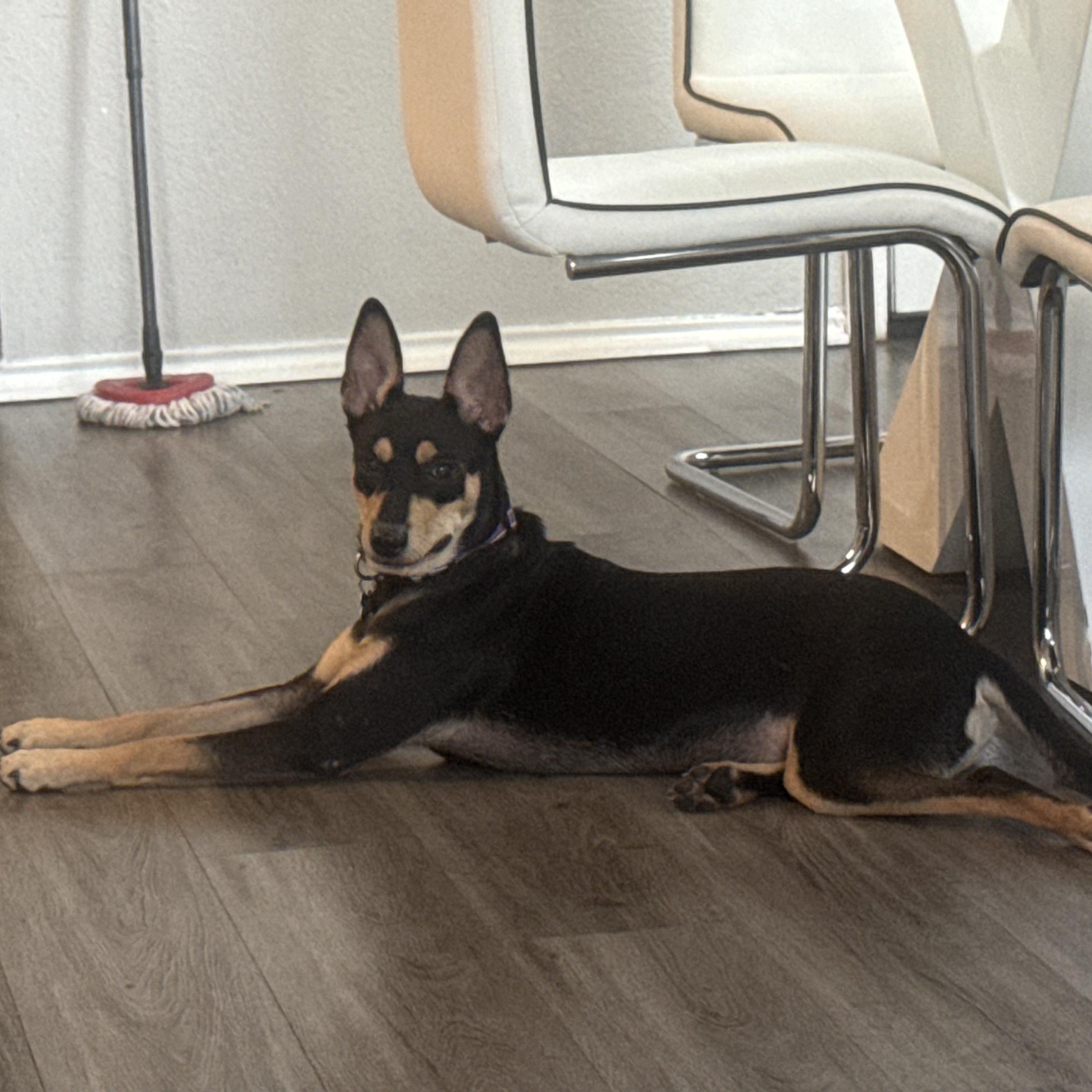 Enlarge Max, a Adopted mixed breed in Austin, TX image 6/6