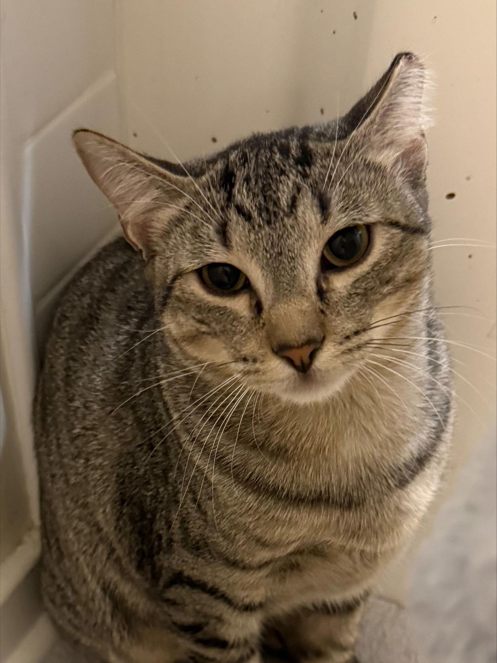 Mellow, Adoptable, Young Female Domestic Short Hair.