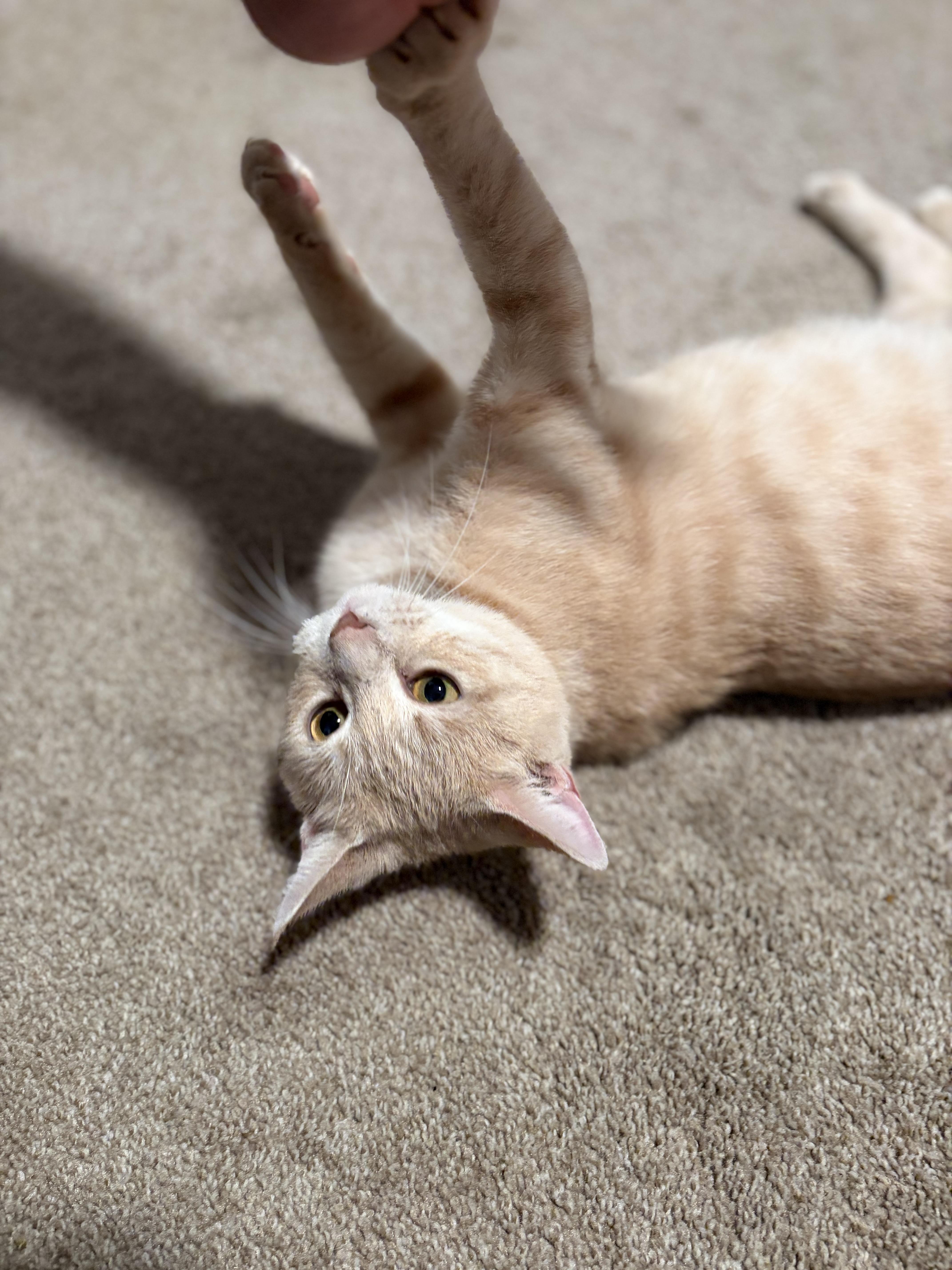 Enlarge Brie, a Adoptable Domestic Short Hair in Mechanicsburg, PA image 3/6