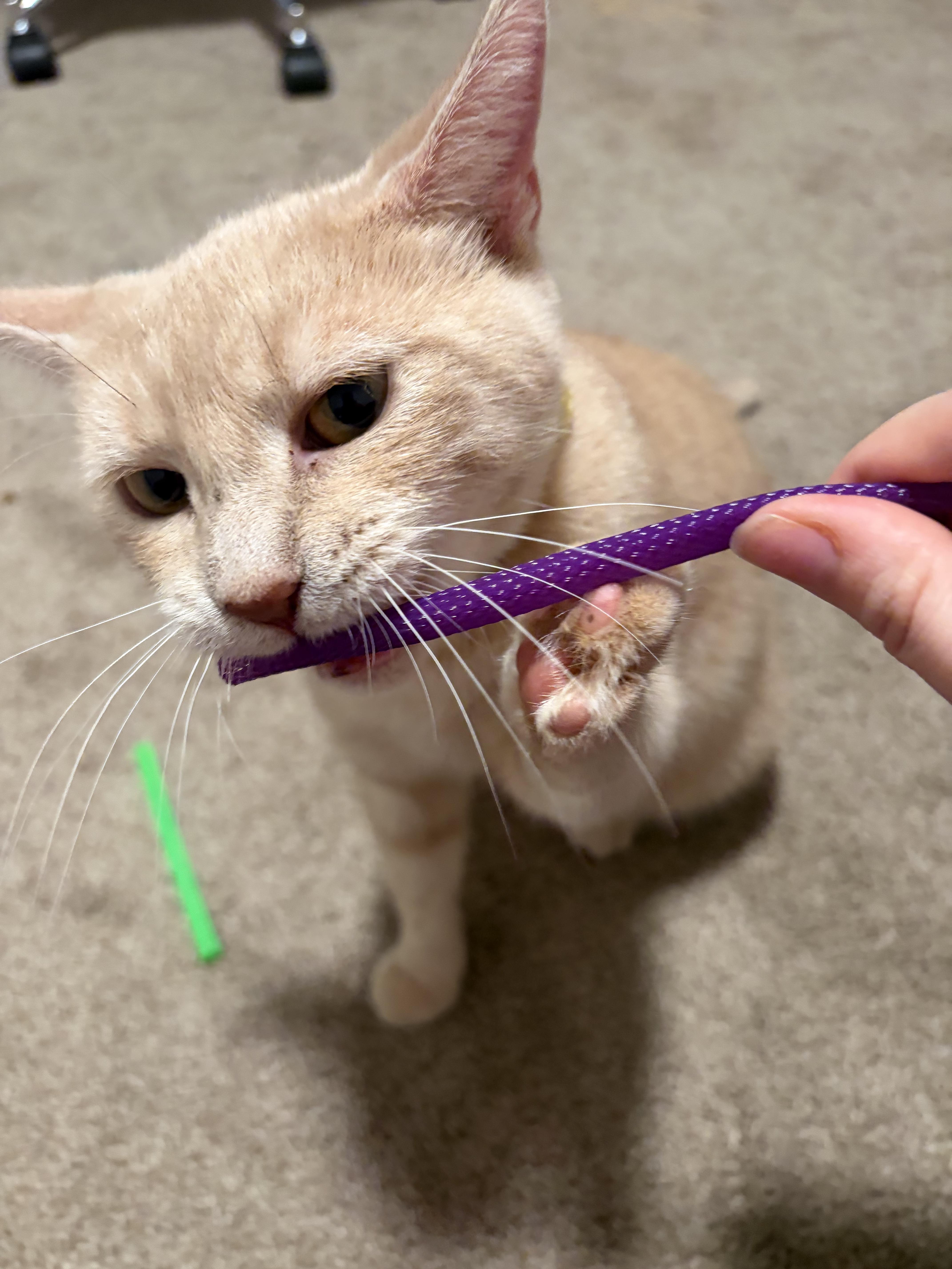 Enlarge Brie, a Adoptable Domestic Short Hair in Mechanicsburg, PA image 5/6