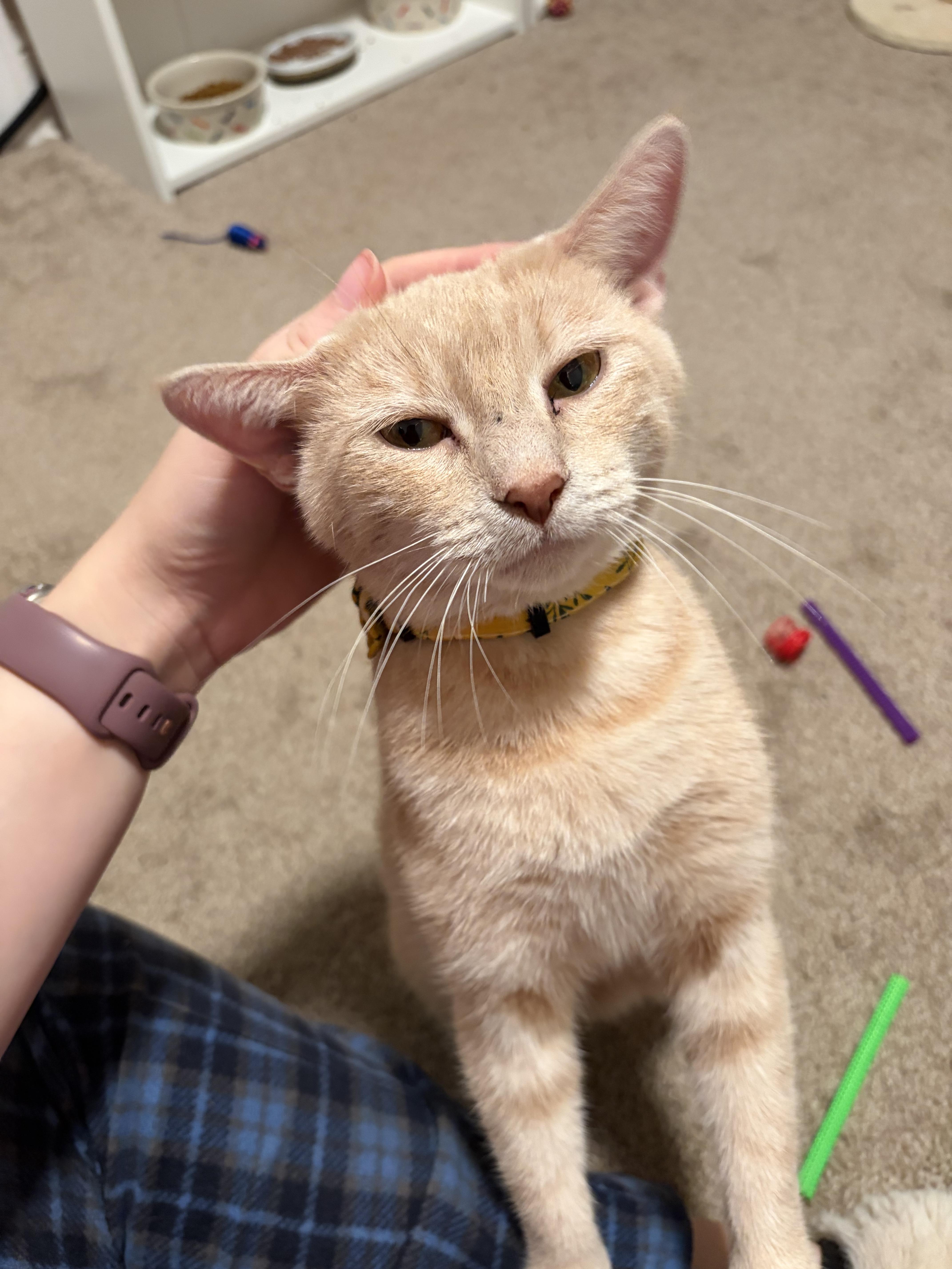 Enlarge Brie, a Adoptable Domestic Short Hair in Mechanicsburg, PA image 4/6