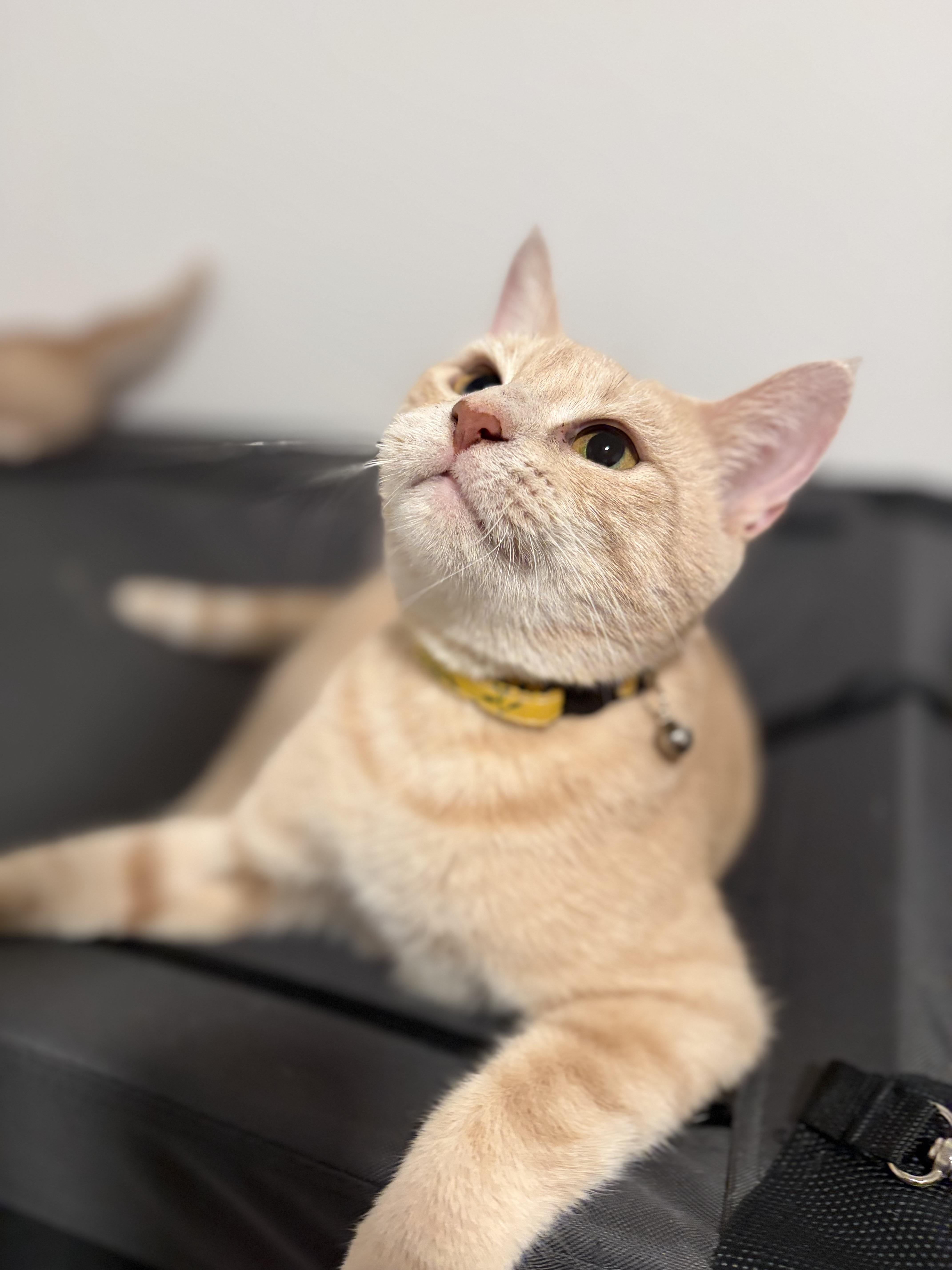 Enlarge Brie, a Adoptable Domestic Short Hair in Mechanicsburg, PA image 2/6