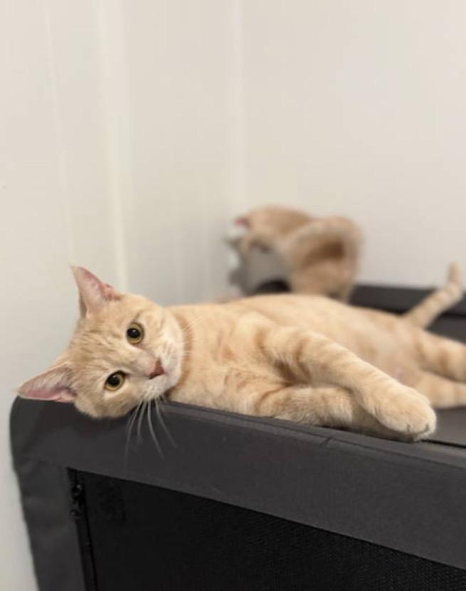 Brie, Adoptable, Adult Female Domestic Short Hair.