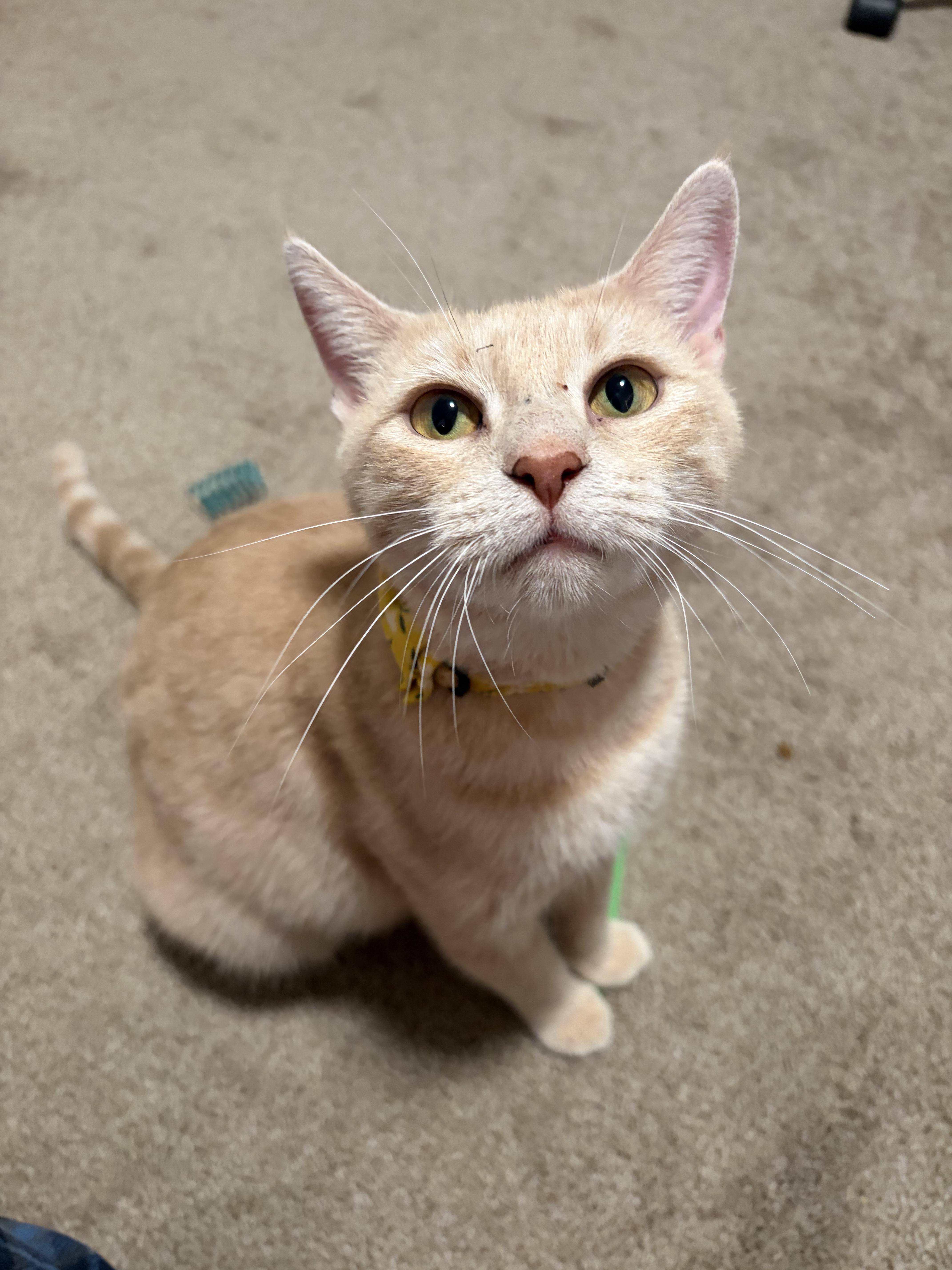 Enlarge Brie, a Adoptable Domestic Short Hair in Mechanicsburg, PA image 6/6
