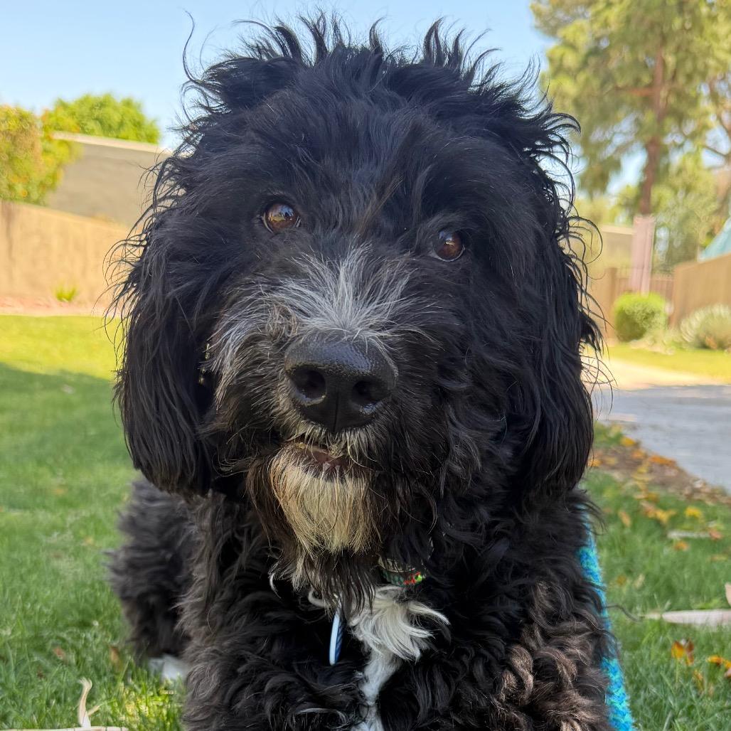 Enlarge Benjamin, a Adoptable mixed breed in Apache Junction, AZ image 1/5