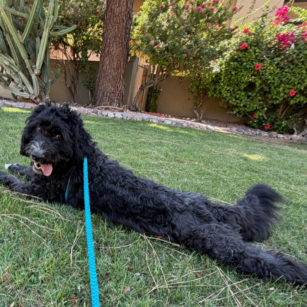 Enlarge Benjamin, a Adoptable mixed breed in Apache Junction, AZ image 5/5
