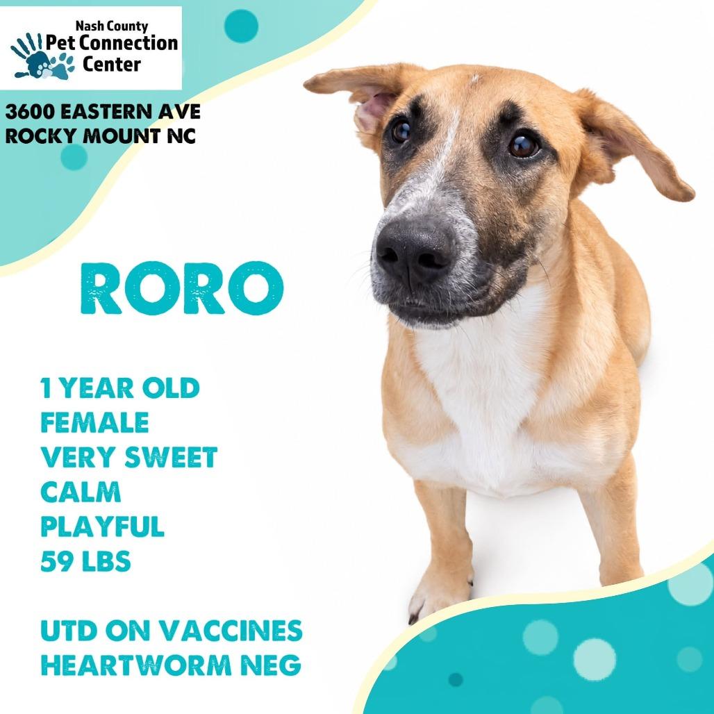 Enlarge RORO  Available NOW - ADOPTION or RESCUE!, a Adoptable Mixed Breed in Nashville, NC image 1/1