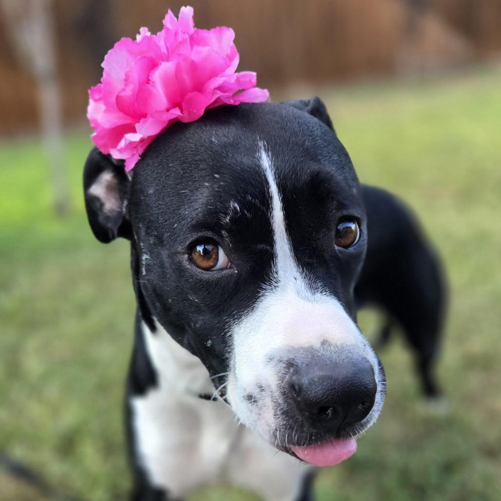 Enlarge Grace, a Adoptable mixed breed in San Antonio, TX image 4/6