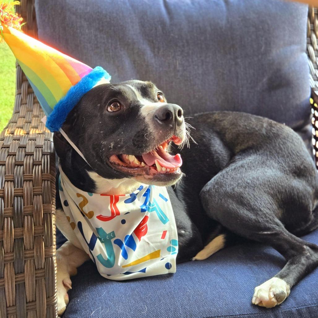 Enlarge Grace, a Adoptable mixed breed in San Antonio, TX image 5/6