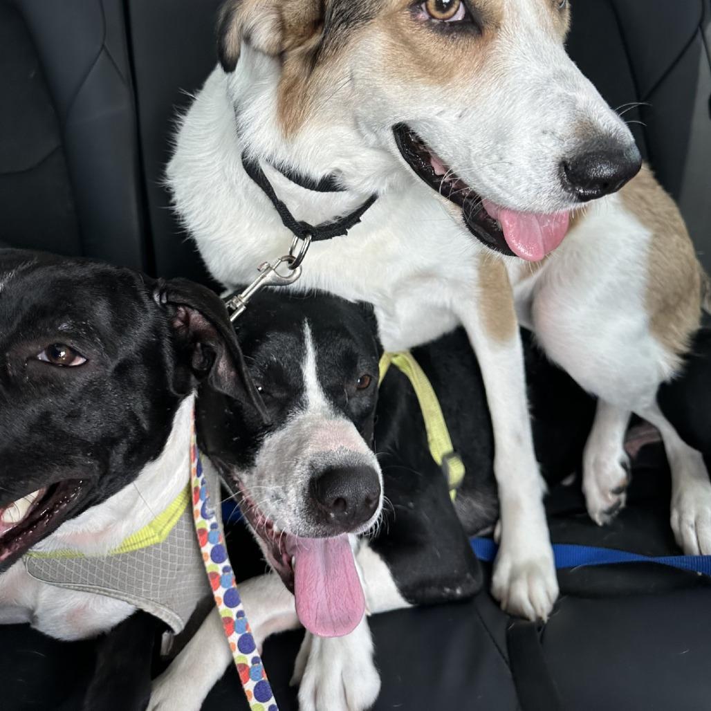 Enlarge Grace, a Adoptable mixed breed in San Antonio, TX image 6/6