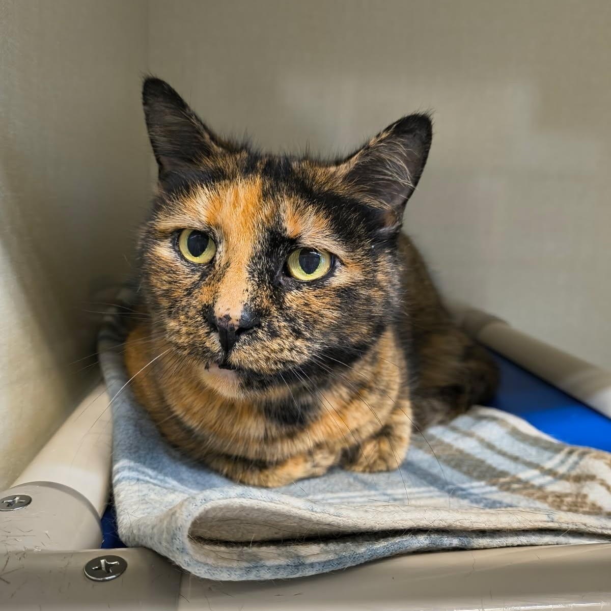 Mochi, ADOPTABLE, Senior Female Domestic Short Hair.