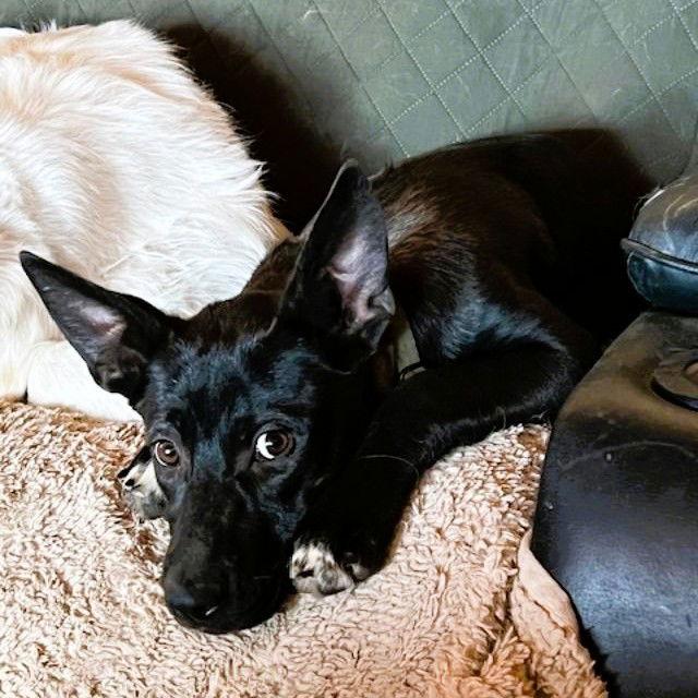 Tillie, Adoptable, Puppy Female Labrador Retriever & Shepherd.