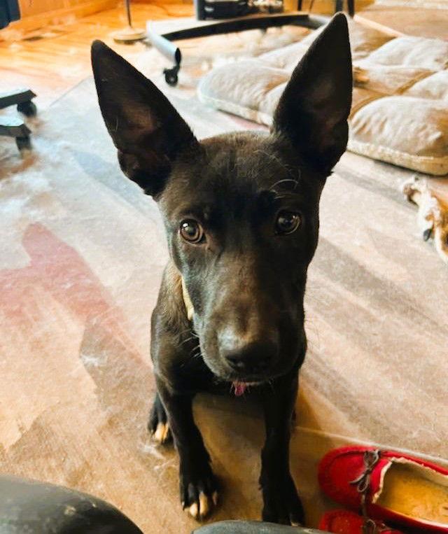 Tillie, Adoptable, Young Female Labrador Retriever & Shepherd.
