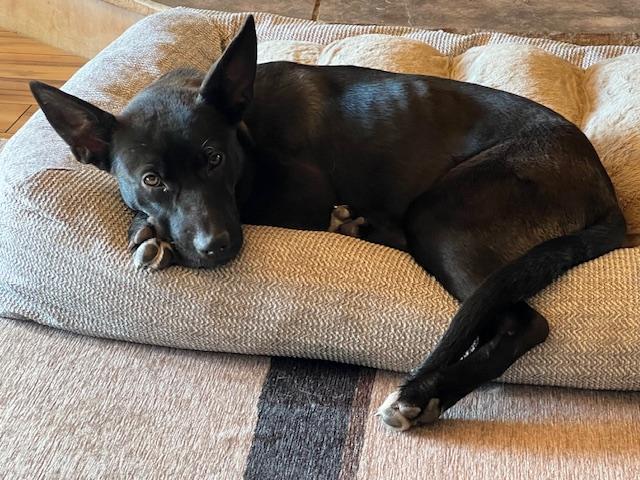 Tillie, a Adoptable mixed breed in Yucaipa, CA image 3/3