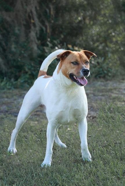 Rocco, a Adoptable Mixed Breed in Eglin AFB, FL image 3/4