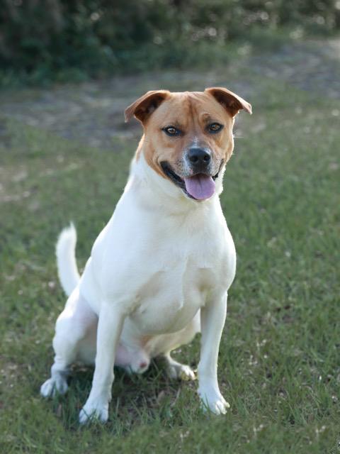 Rocco, Adoptable, Adult Male Mixed Breed.