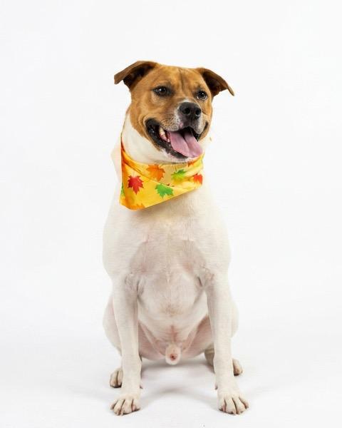 Rocco, Adoptable, Adult Male Mixed Breed.