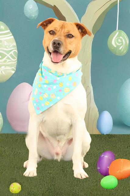 Enlarge Rocco, a Adoptable Mixed Breed in Eglin AFB, FL image 1/5