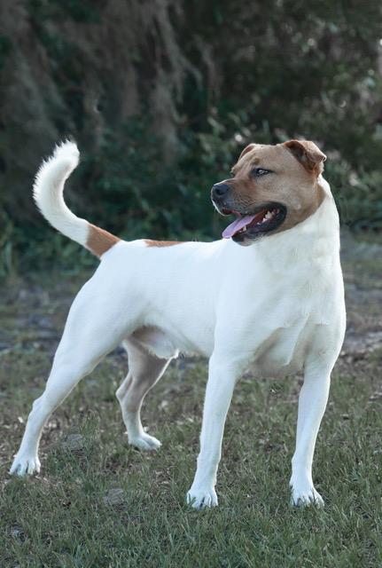 Rocco, a Adoptable Mixed Breed in Eglin AFB, FL image 2/4
