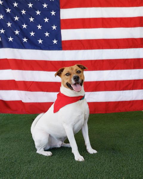Rocco, an adoptable Mixed Breed in Eglin AFB, FL, 32542 | Photo Image 1