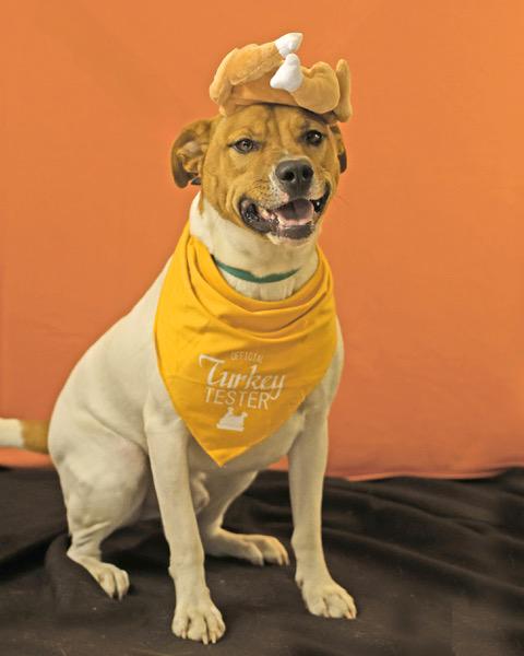 Rocco, an adoptable Mixed Breed in Eglin AFB, FL, 32542 | Photo Image 1