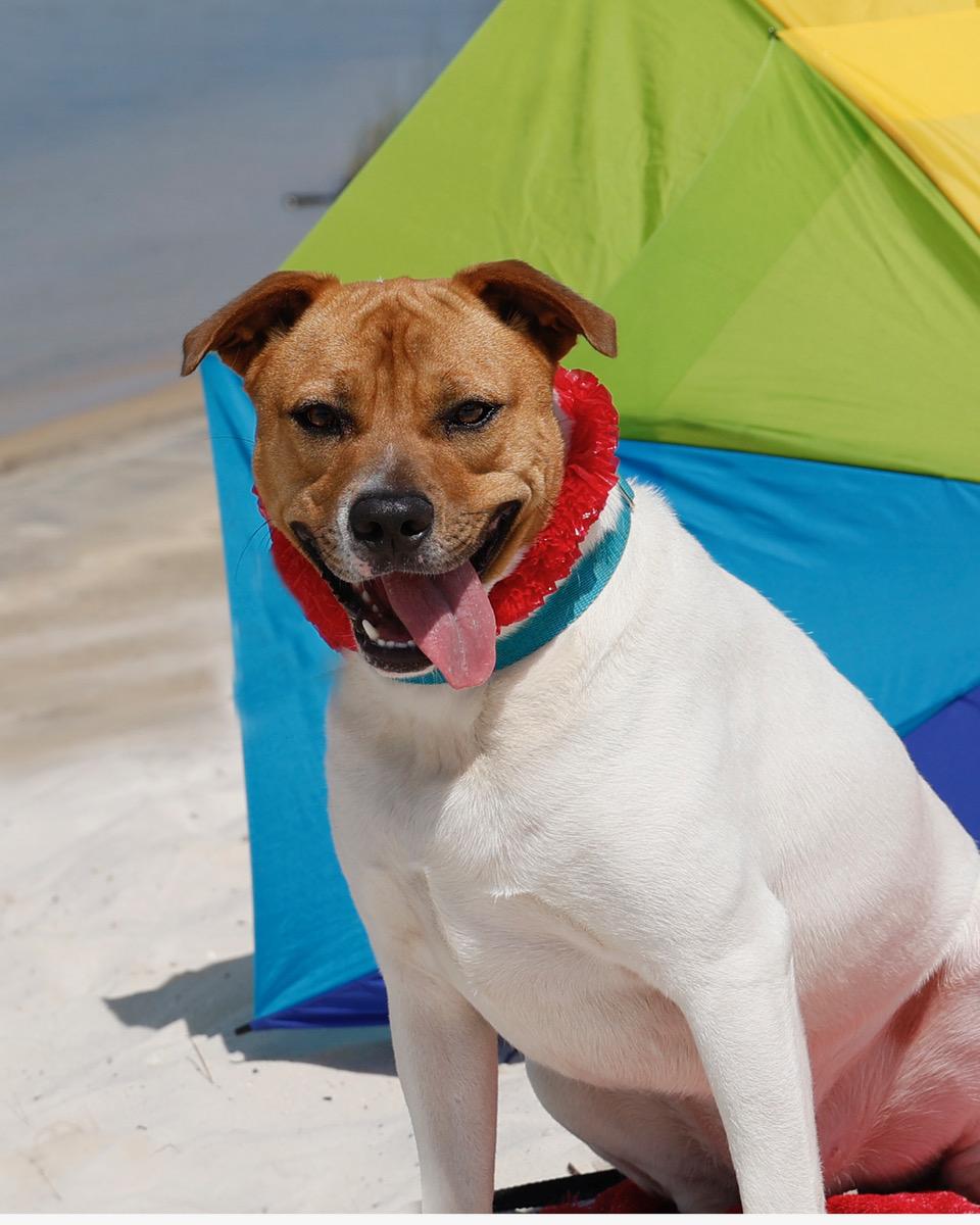 Rocco, an adoptable Mixed Breed in Eglin AFB, FL, 32542 | Photo Image 3