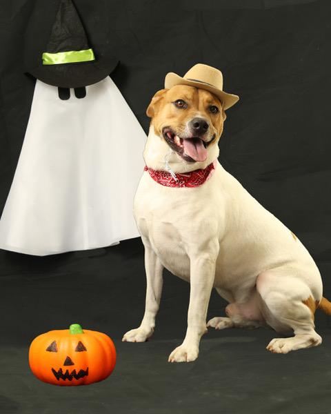 Rocco, an adoptable Mixed Breed in Eglin AFB, FL, 32542 | Photo Image 5