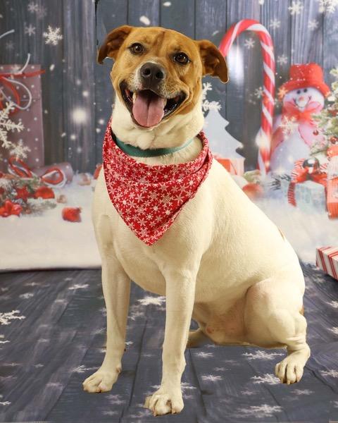 Rocco, a Adoptable Mixed Breed image 1/4