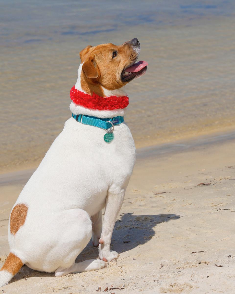 Rocco, an adoptable Mixed Breed in Eglin AFB, FL, 32542 | Photo Image 3
