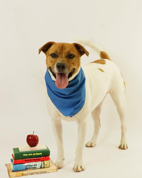 Rocco, an adoptable Mixed Breed in Eglin AFB, FL, 32542 | Photo Image 1
